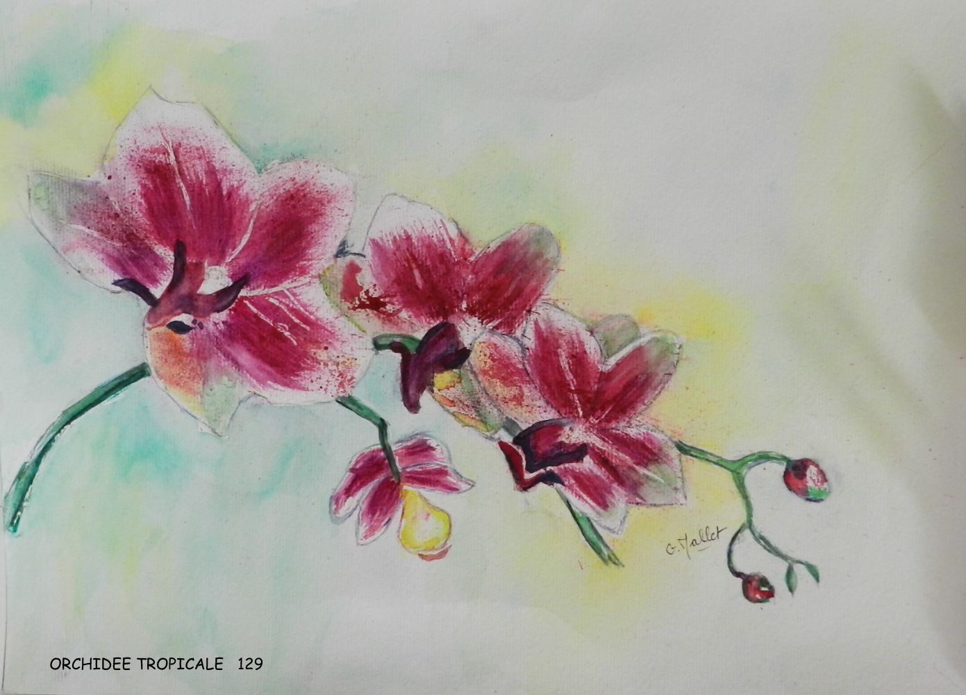 Papier peint L'aquarelle fleurs orchidée isolé sur le fond blanc